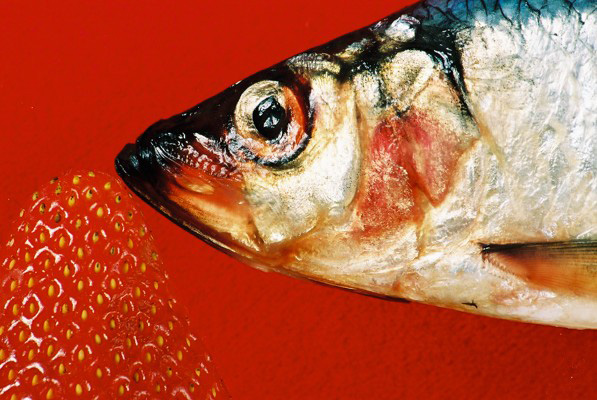 Pescado rojo Wimbledon 2005