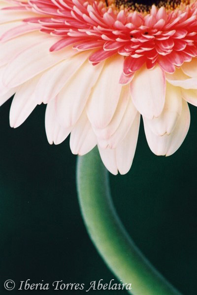 Flor Japonesa Wimbledon