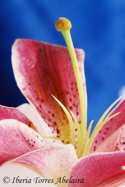Flor con fondo azul 2004
