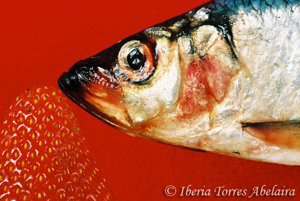 Pescado rojo Wimbledon 2005